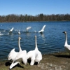 Kellogg Bird Sanctuary gallery