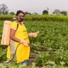 Ladybug Pest Management Inc gallery