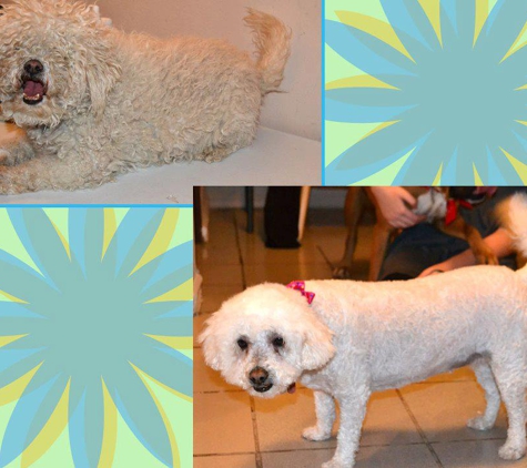 Cuts 4 Mutts Dog Grooming - Phoenix, AZ