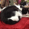 Mad Cat Pet Supplies gallery