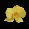 Yellow Orchid gallery