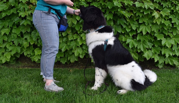 Lewis & Clark Canine Coaching - Kansas City, MO