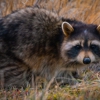 Reading Wildlife Removal gallery