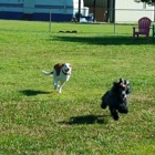 Labby Lane Kennel