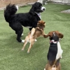 Pittsburgh Pet Concierge gallery