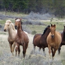 Horseback Oregon - Horse Dealers