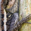Creature Wildlife gallery