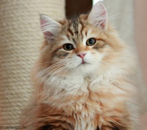 Heart of Gold Siberian Cattery - Cumming, GA