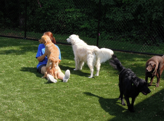 A Dog's Day Out - Alexandria, VA