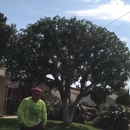 Angel's Tree Service - Gardeners