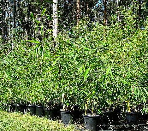 The Peace Of Bamboo