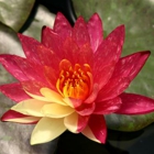 Az Water Garden Oasis- Pond Plants and Water Lilies