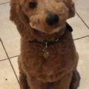 Canine Design Salon, Spa and Resort - Pet Boarding & Kennels