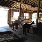 Evergreen Ridge Alpacas