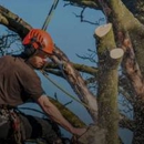 Dels Tree Experts - Tree Service