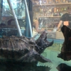 Hogtown Reptile Shop Inc gallery