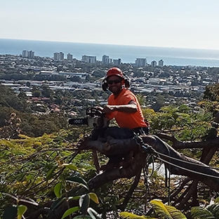 True Blue Tree and Stump Removal - Glass House Mountains, QLD. Palm Tree maintenance Sunshine Coast
