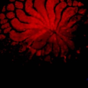 Gallery Image Number 4