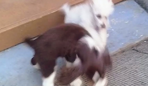 Born To Be Styled Pet Grooming Training - Abbottstown, PA. Puppy poodle and springer playing.