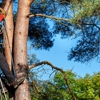 RJS Tree Service gallery