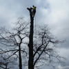 Best Price Tree Service gallery