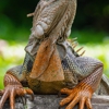 Wildlife Control gallery