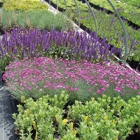 Wheatfield Nursery