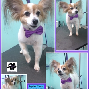 The Upscale Tail Pet Grooming Salon - Naperville, IL. Papillion Grooming