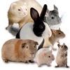 NYC Small Animal Pet Sitting/Boarding gallery