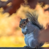 NatureWise Pest Control gallery