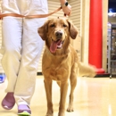 Obedience & Training Danville - Pet Training
