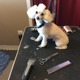 Sprinkletown Pet Spa