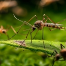 Pennsauken Advanced Pest Management - Pest Control Equipment & Supplies
