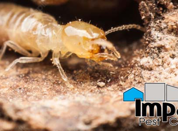 Impact Pest Control - Kirrawee, NSW
