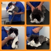 Lanz Pet Care  Mobile Grooming for Cats and Dogs gallery