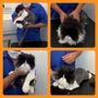 Lanz Pet Care  Mobile Grooming for Cats and Dogs