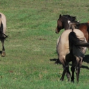 Rainier Equine Hoof Recovery Center - Horse Breeders
