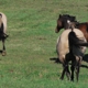 Rainier Equine Hoof Recovery Center