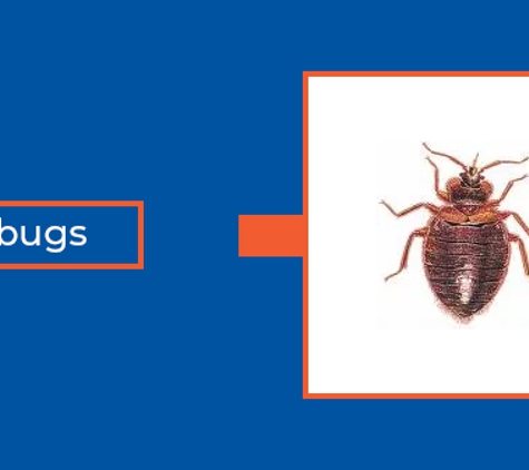 Novopest Professional Pest Management. Bedbugs