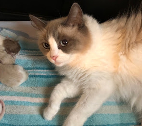 BabyBundles - Ragdoll Cats and Kittens - Laurel, DE