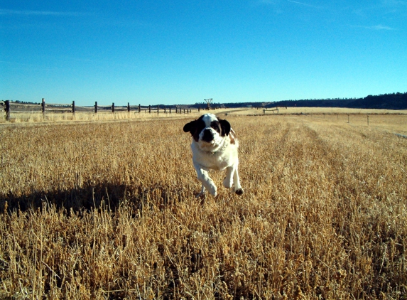 New Freedom Dog Training - Brooklyn, NY