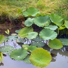 JMH Greenhouses and Watergardens