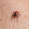 Ortex Termite and Pest Control gallery