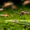 Environment 1st Pest Management gallery