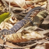 Montgomery Wildlife gallery