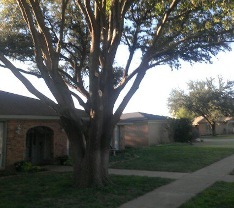 peter's tree trimming service - lubbock, TX