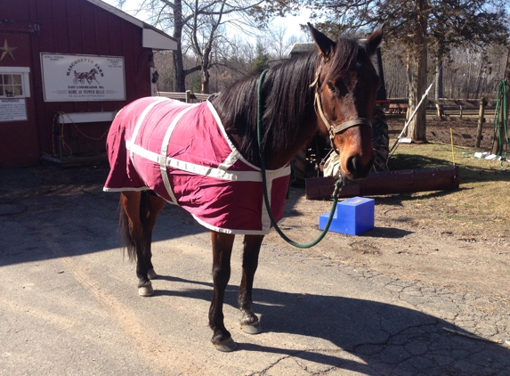 Masconette Farm - Horse Boarding - Carriage Driving - East Longmeadow, MA