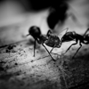 Incredible Pest Solutions gallery