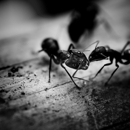 Clean Restoration & Recovery, Inc. - Pest Control Equipment & Supplies