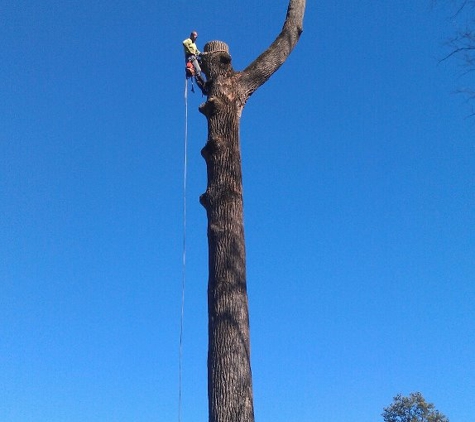 Kevin's Tree Service